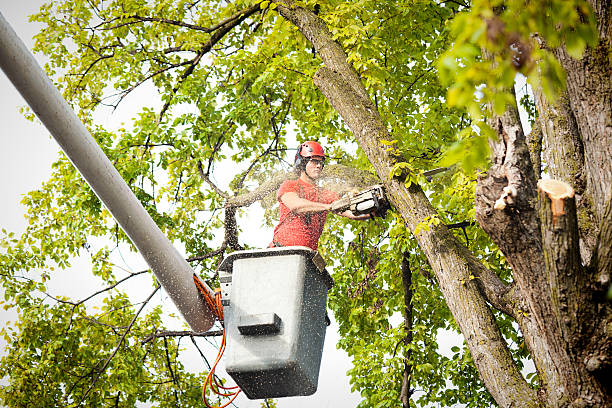 Leaf Removal in St John, MO